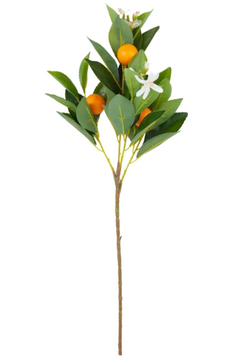 Cumquat Stem - FRANKIE + COCO