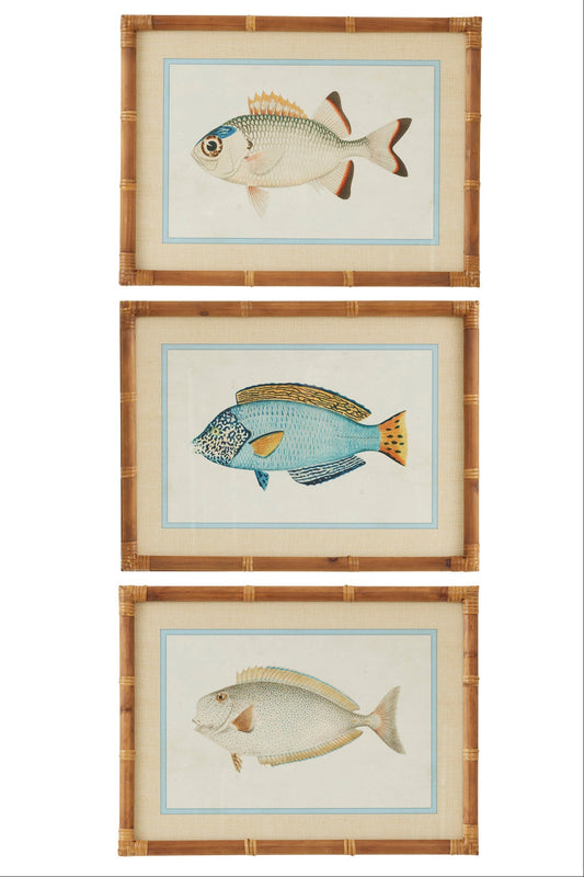 Set of three framed illustrations of fish on a white background
