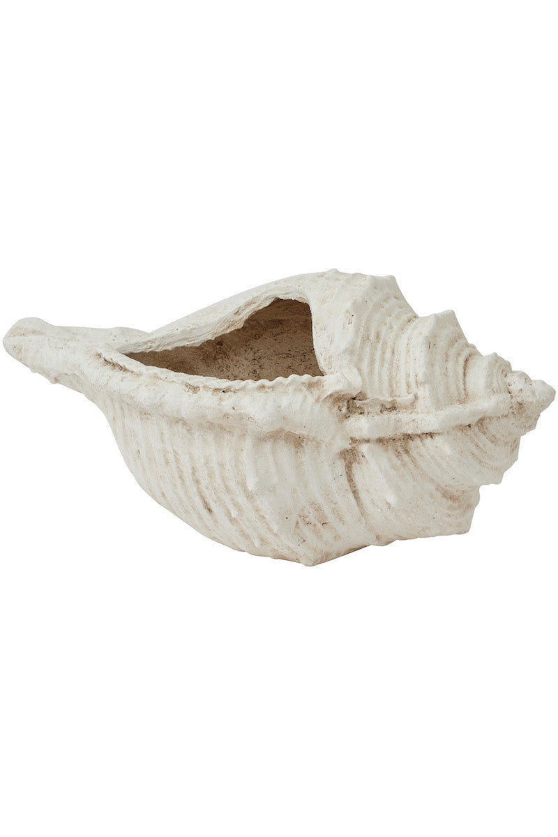 Oversized Conch Shell