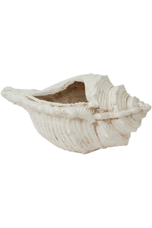 Oversized Conch Shell