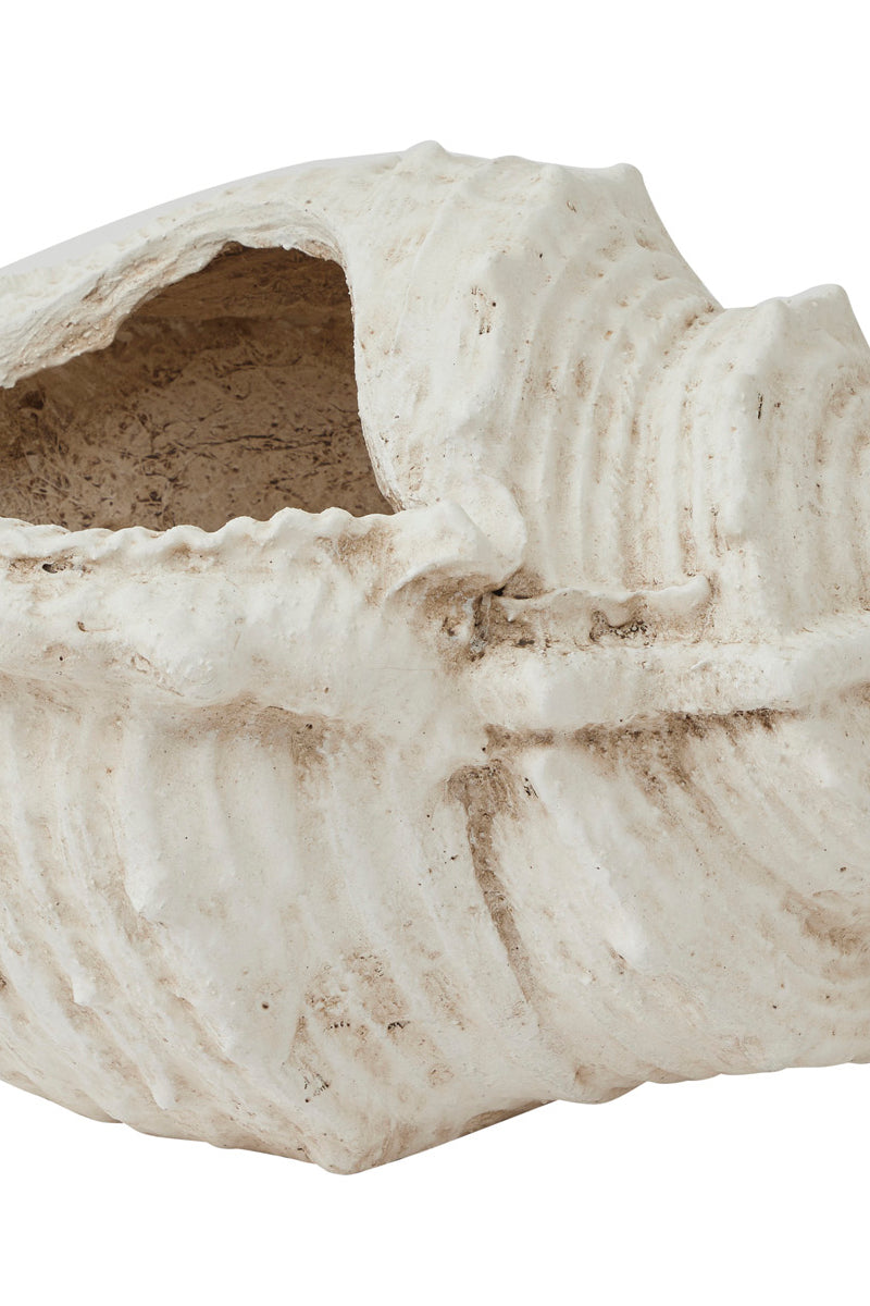 Oversized Conch Shell