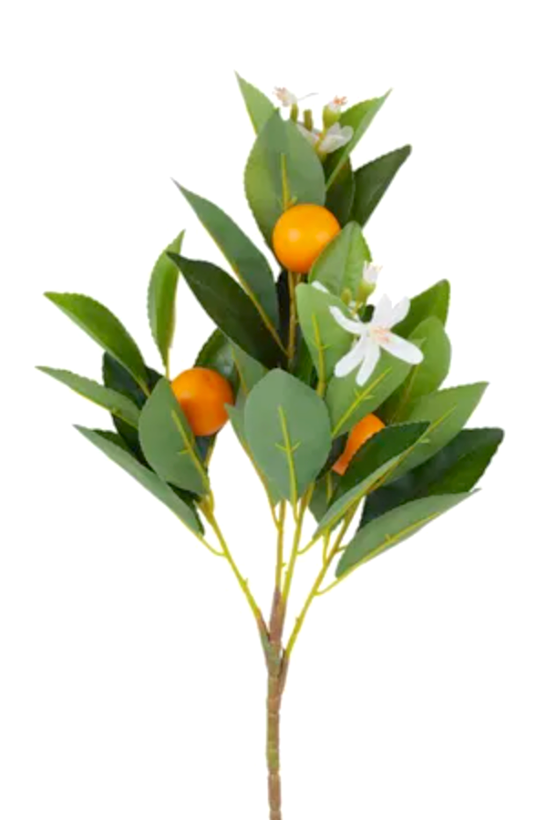 Cumquat Stem