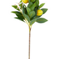 Lemon Stem