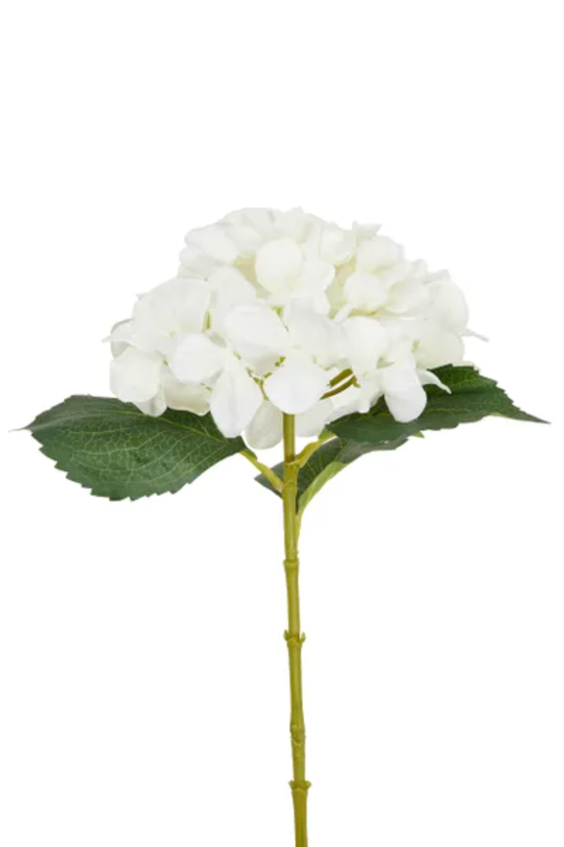 Hydrangea, White