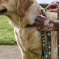 Dog Collar, Dog Park