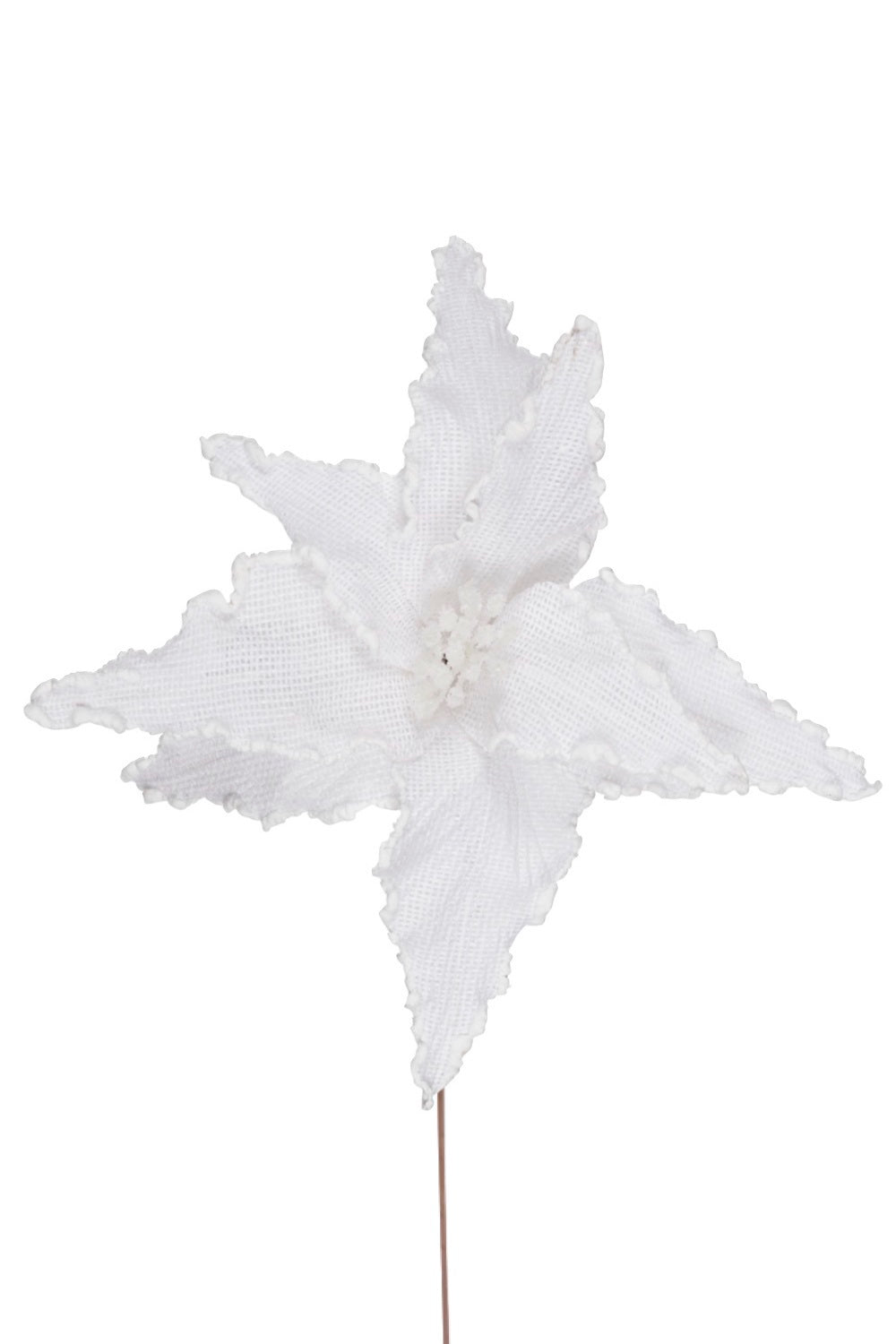 Poinsettia Flower, White