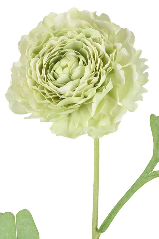 Ranunculus Stem