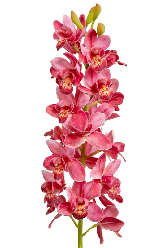 Cymbidium Orchid Stem